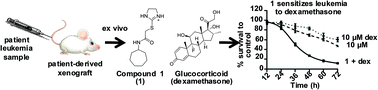 Graphical abstract: Thioimidazoline based compounds reverse glucocorticoid resistance in human acute lymphoblastic leukemia xenografts