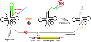 Graphical abstract: Biofunction-assisted aptasensors based on ligand-dependent 3′ processing of a suppressor tRNA in a wheat germ extract