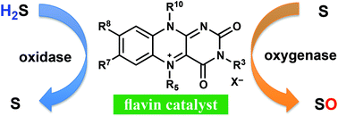 Graphical abstract: Biomimetic flavin-catalysed reactions for organic synthesis