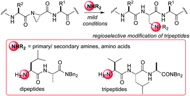 Graphical abstract: Aziridine electrophiles in the functionalisation of peptide chains with amine nucleophiles