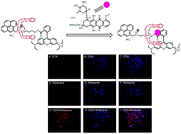 Graphical abstract: Synthesis and evaluation of a novel Rhodamine B pyrene [2]rotaxane as an intracellular delivery agent for doxorubicin