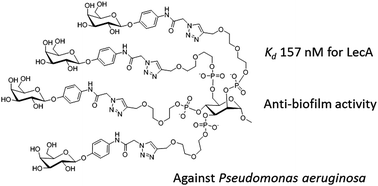 Graphical abstract: Mannose-centered aromatic galactoclusters inhibit the biofilm formation of Pseudomonas aeruginosa
