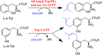 Graphical abstract: Tryptophan prenyltransferases showing higher catalytic activities for Friedel–Crafts alkylation of o- and m-tyrosines than tyrosine prenyltransferases