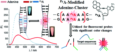 Graphical abstract: Photophysical and structural investigation of a PyA-modified adenine cluster: its potential use for fluorescent DNA probes exhibiting distinct emission color changes