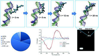 Graphical abstract: Experimental design, modeling and optimization of polyplex formation between DNA oligonucleotides and branched polyethylenimine