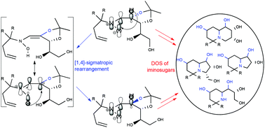 Graphical abstract: [1,4]-sigmatropic rearrangement of chiral nitrones and their utilization in the synthesis of new iminosugars