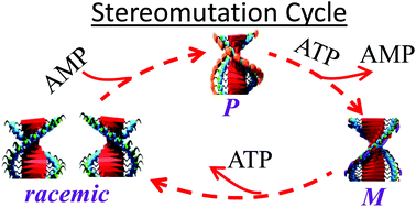 Graphical abstract: The molecular recognition controlled stereomutation cycle in a dynamic helical assembly