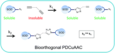 Graphical abstract: Bioorthogonal phase-directed copper-catalyzed azide–alkyne cycloaddition (PDCuAAC) coupling of selectively cross-linked superoxide dismutase dimers produces a fully active bis-dimer