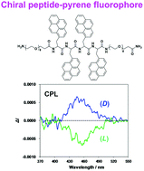 Graphical abstract: Circularly polarised luminescence and circular dichroism of l- and d-oligopeptides with multiple pyrenes