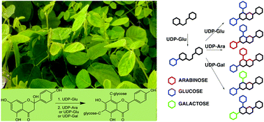 Graphical abstract: The biosynthesis of allelopathic di-C-glycosylflavones from the roots of Desmodium incanum (G. Mey.) DC