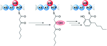 Graphical abstract: Chemical chain termination resolves the timing of ketoreduction in a partially reducing iterative type I polyketide synthase