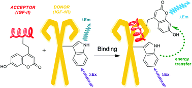 Graphical abstract: Fluorescent IGF-II analogues for FRET-based investigations into the binding of IGF-II to the IGF-1R