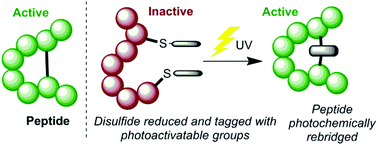Graphical abstract: Photochemically re-bridging disulfide bonds and the discovery of a thiomaleimide mediated photodecarboxylation of C-terminal cysteines