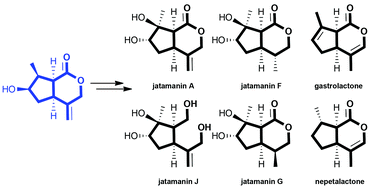 Graphical abstract: Divergent synthetic route to new cyclopenta[c]pyran iridoids: syntheses of jatamanin A, F, G and J, gastrolactone and nepetalactone
