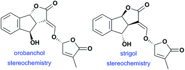 Graphical abstract: Synthesis of highly enantio-enriched stereoisomers of hydroxy-GR24