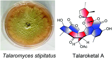Graphical abstract: Talaroketals A and B, unusual bis(oxaphenalenone) spiro and fused ketals from the soil fungus Talaromyces stipitatus ATCC 10500