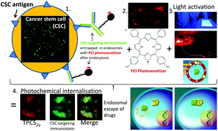 Graphical abstract: Photochemical internalisation, a minimally invasive strategy for light-controlled endosomal escape of cancer stem cell-targeting therapeutics