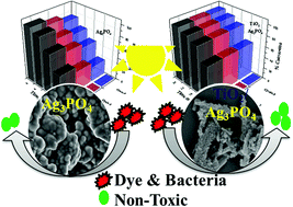 Graphical abstract: Enhanced sunlight photocatalytic activity of Ag3PO4 decorated novel combustion synthesis derived TiO2 nanobelts for dye and bacterial degradation