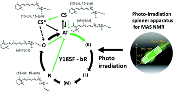 Graphical abstract: Characterization of photo-intermediates in the photo-reaction pathways of a bacteriorhodopsin Y185F mutant using in situ photo-irradiation solid-state NMR spectroscopy