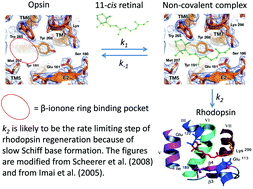 Graphical abstract: The role of the non-covalent β-ionone-ring binding site in rhodopsin: historical and physiological perspective