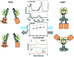 Graphical abstract: A light-regulated bZIP module, photozipper, induces the binding of fused proteins to the target DNA sequence in a blue light-dependent manner
