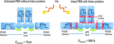 Graphical abstract: Linker proteins enable ultrafast excitation energy transfer in the phycobilisome antenna system of Thermosynechococcus vulcanus