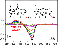 Graphical abstract: The internal heavy-atom effect on 3-phenylselanyl and 3-phenyltellanyl BODIPY derivatives studied by transient absorption spectroscopy