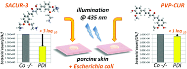 Graphical abstract: A comparative study on the antibacterial photodynamic efficiency of a curcumin derivative and a formulation on a porcine skin model