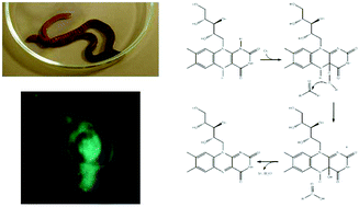 Graphical abstract: A study on bioluminescence and photoluminescence in the earthworm Eisenia lucens