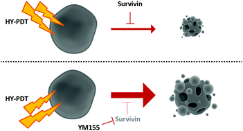 Graphical abstract: YM155, a small molecule inhibitor of survivin expression, sensitizes cancer cells to hypericin-mediated photodynamic therapy