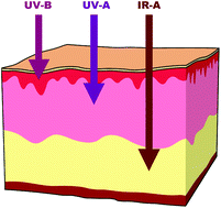 Graphical abstract: An appraisal of the need for infrared radiation protection in sunscreens