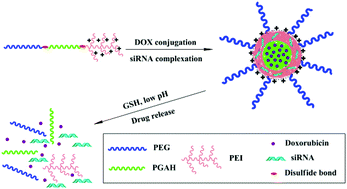 Graphical abstract: A reduction-dissociable PEG-b-PGAH-b-PEI triblock copolymer as a vehicle for targeted co-delivery of doxorubicin and P-gp siRNA
