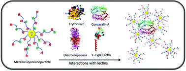 Graphical abstract: Glyconanoparticles and their interactions with lectins