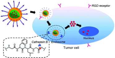 Graphical abstract: Self-assembled micelles of a multi-functional amphiphilic fusion (MFAF) peptide for targeted cancer therapy