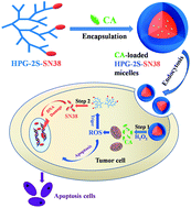 Graphical abstract: Hydrogen peroxide-responsive anticancer hyperbranched polymer micelles for enhanced cell apoptosis
