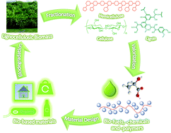 Graphical abstract: Lignocellulosic biomass: a sustainable platform for the production of bio-based chemicals and polymers