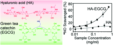 Graphical abstract: Synthesis and bioactivity of a conjugate composed of green tea catechins and hyaluronic acid