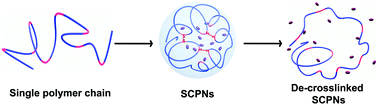 Graphical abstract: Responsive single-chain polymer nanoparticles with host–guest features