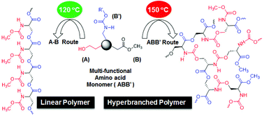 Graphical abstract: One-pot two polymers: ABB′ melt polycondensation for linear polyesters and hyperbranched poly(ester-urethane)s based on natural l-amino acids