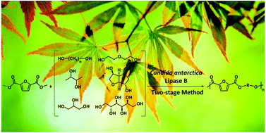 Graphical abstract: A biocatalytic approach towards sustainable furanic–aliphatic polyesters
