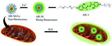 Graphical abstract: Sub-20 nm nontoxic aggregation-induced emission micellar fluorescent light-up probe for highly specific and sensitive mitochondrial imaging of hydrogen sulfide