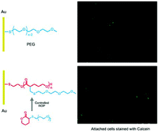 Graphical abstract: Facile synthesis of well-defined hydrophilic polyesters as degradable poly(ethylene glycol)-like biomaterials
