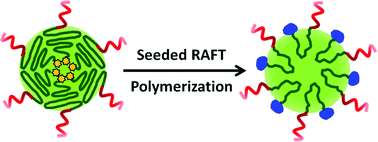 Graphical abstract: Synthesis of multicompartment nanoparticles of a triblock terpolymer by seeded RAFT polymerization
