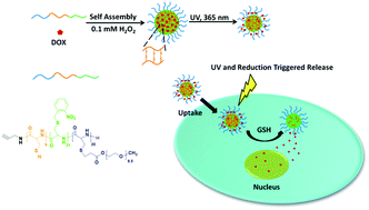 Graphical abstract: Comb-like poly(l-cysteine) derivatives with different side groups: synthesis via photochemistry and click chemistry, multi-responsive nanostructures, triggered drug release and cytotoxicity