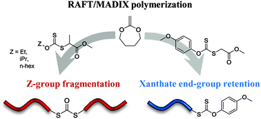 Graphical abstract: Controlling the synthesis of degradable vinyl polymers by xanthate-mediated polymerization