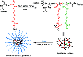 Graphical abstract: Doubly-responsive hyperbranched polymers and core-crosslinked star polymers with tunable reversibility