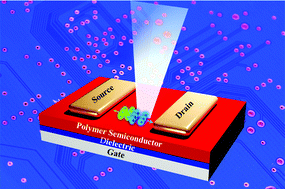 Graphical abstract: Recent advances in polymer phototransistors