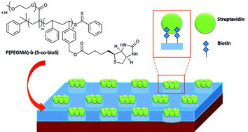 Graphical abstract: Synthesis of a polymethyl(methacrylate)-polystyrene-based diblock copolymer containing biotin for selective protein nanopatterning
