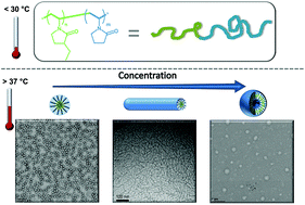 Graphical abstract: Smart block copolymers of PVP and an alkylated PVP derivative: synthesis, characterization, thermoresponsive behaviour and self-assembly