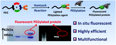 Graphical abstract: Lighting up the PEGylation agents via the Hantzsch reaction